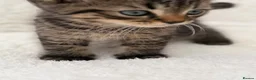 Mixed Breed cats for sale: Tabby male kittens  - Advert 6