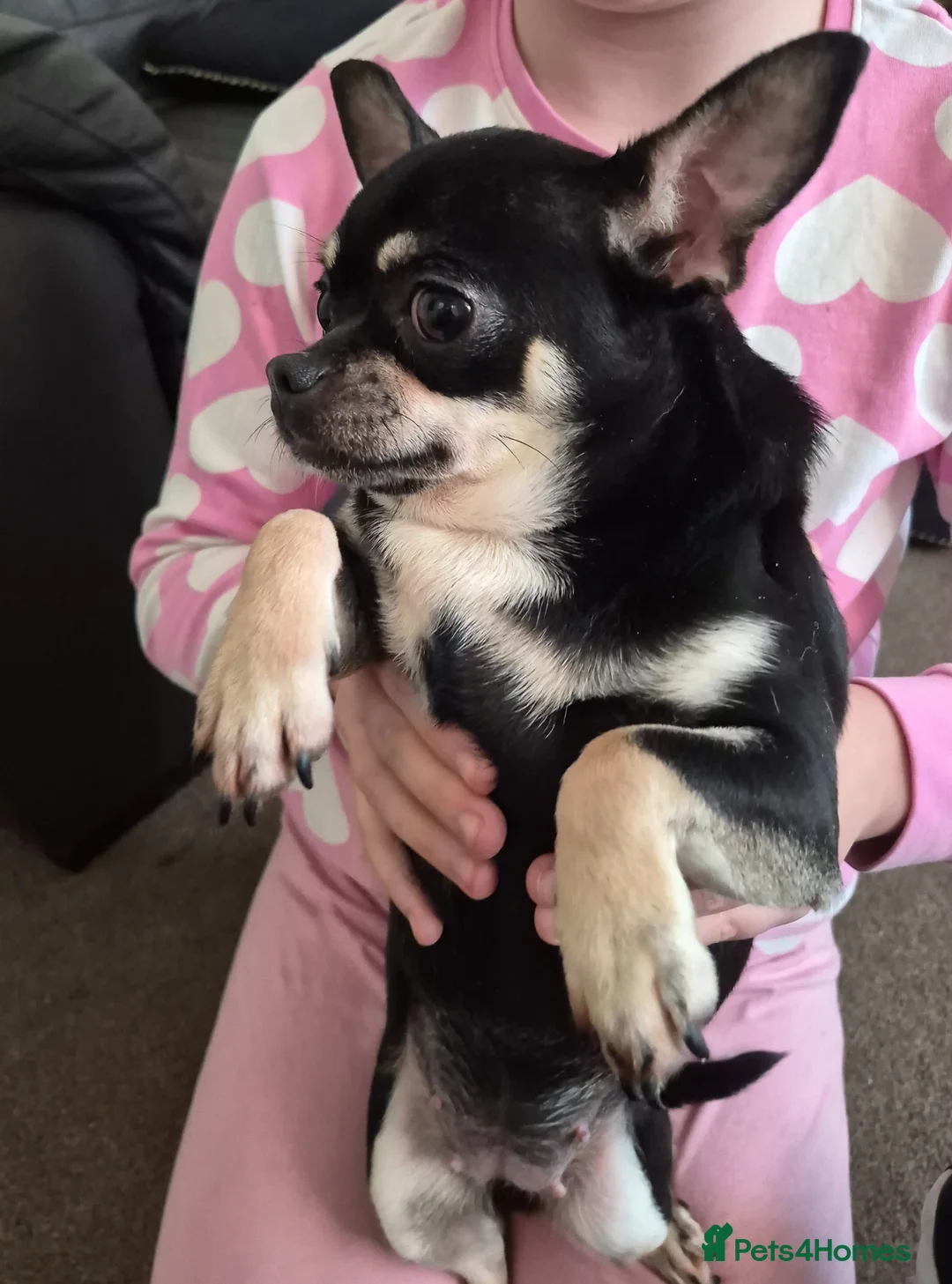 Chihuahua dogs for sale: Beautiful Chihuahua girl  - Advert 6
