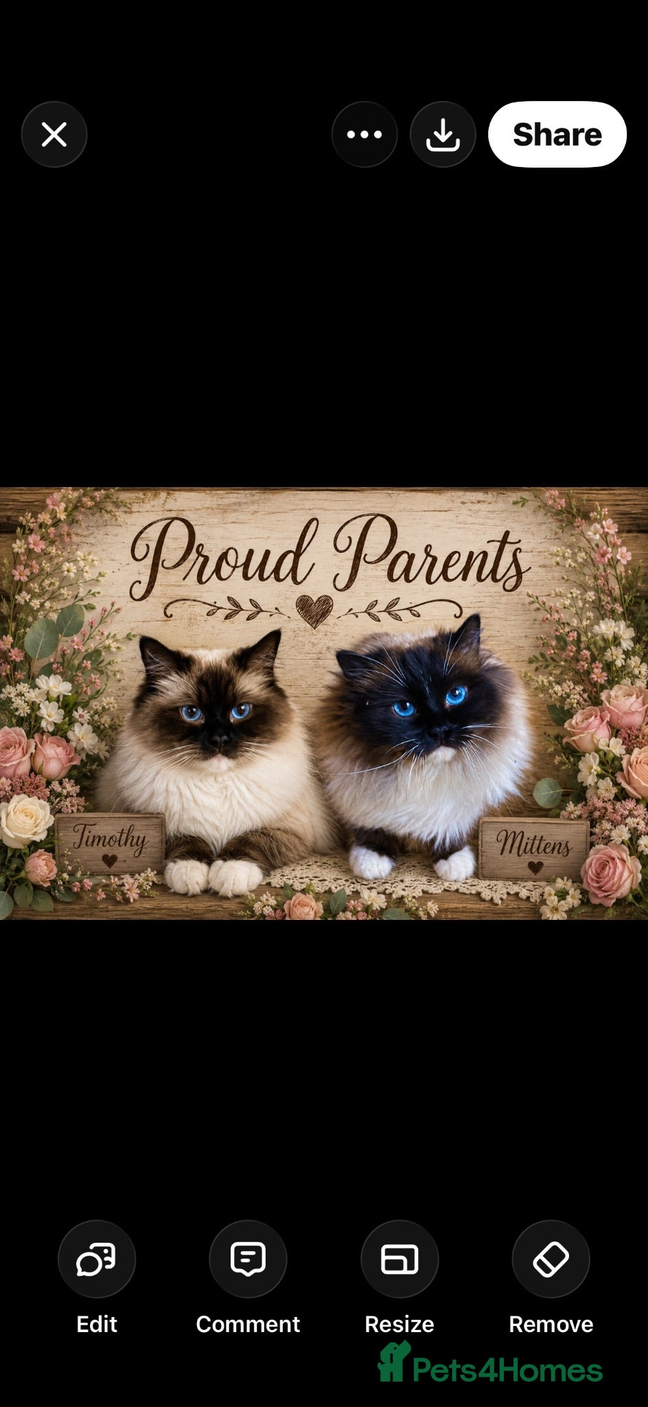 Ragdoll cats Stunning  ragdoll kittens - Advert 10