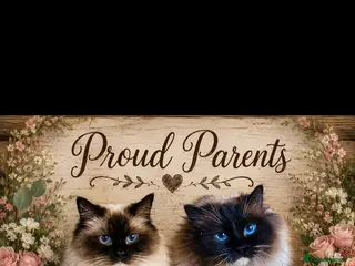 Ragdoll cats Stunning ragdoll kittens - Advert 10
