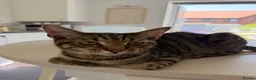 Mixed Breed cats for sale: Male tabby cat  - Advert 3