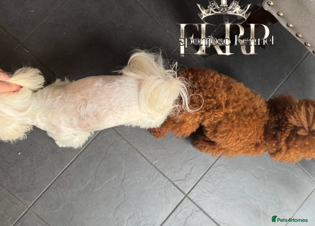 Toy Poodle dogs for stud: 🔥One-in-a-Million Asian ☕️ toy poodle DNA Stud🧸 in Thetford - Image 10