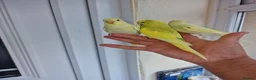 Budgerigars birds for sale: Super Silly hand tamed budgie - Advert 22