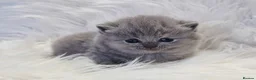 British Shorthair cats for sale: Stunning British shorthair kittens  - Advert 20