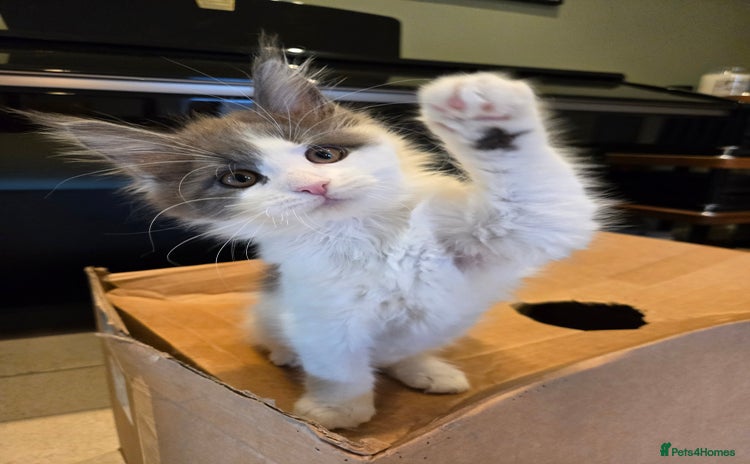 Maine Coon cats - Advert 11