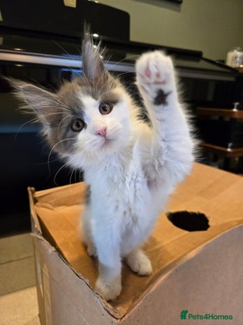 Maine Coon cats - Advert 11