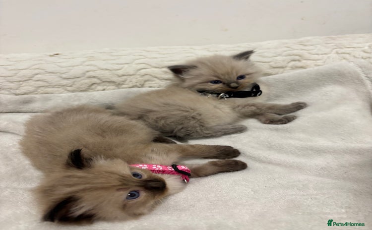 Ragdoll cats - Advert 7