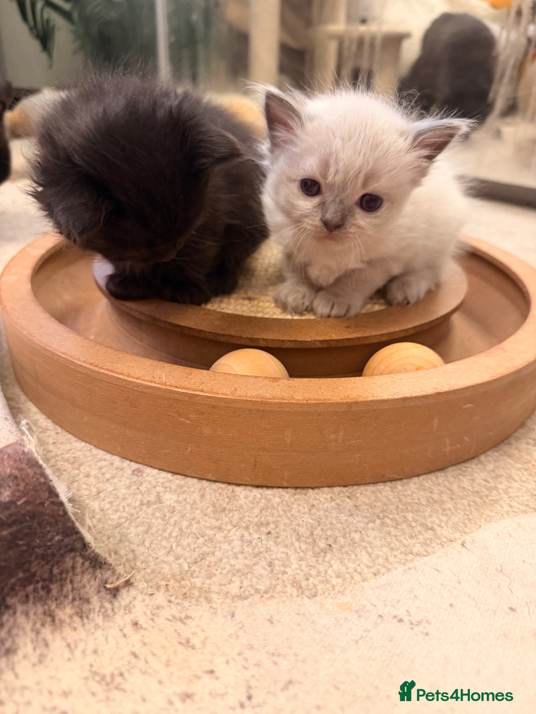 Ragdoll cats for sale: Beautiful Persia dolls  - Advert 17