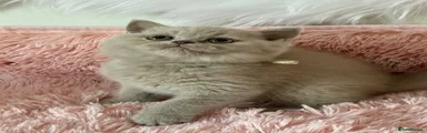 British Shorthair 4