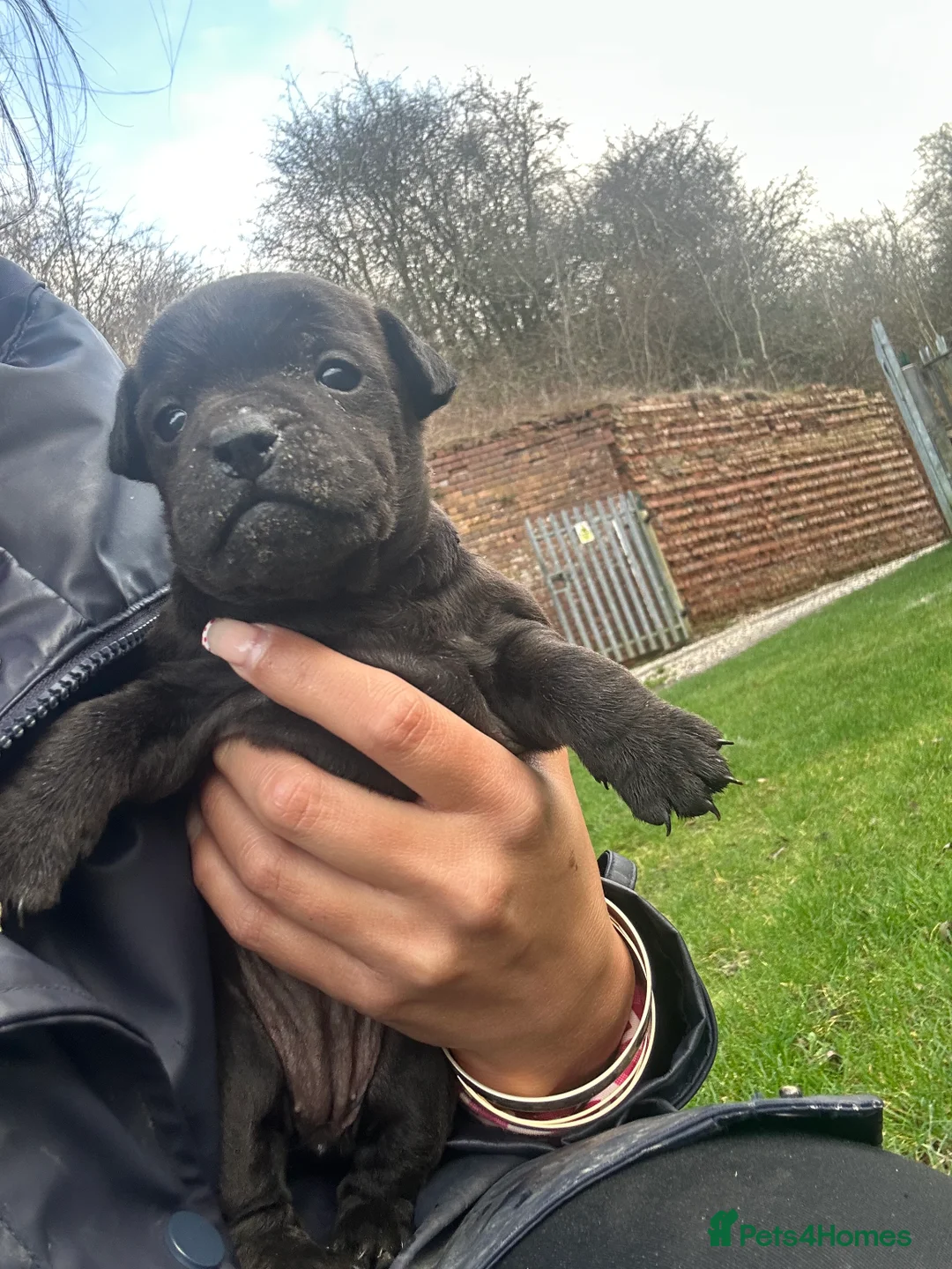 Patterdale Terrier dogs for sale: Stunning Patterdale pups  - Advert 18