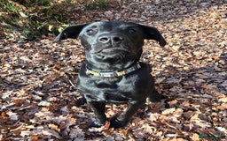 Labrador Retriever dogs for sale: 7 month black lab pup looking for forever home - Advert 1