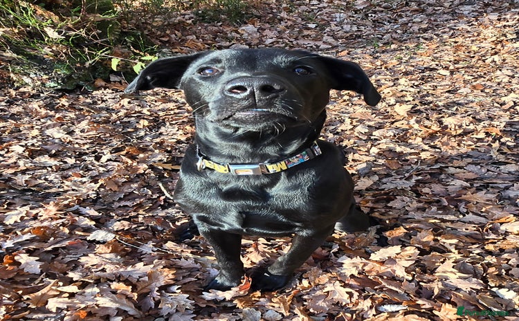 Labrador Retriever dogs 7 month black lab pup looking for forever home - Advert 1