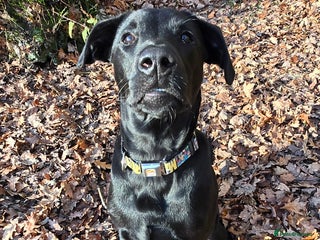 Labrador Retriever dogs 7 month black lab pup looking for forever home - Advert 3