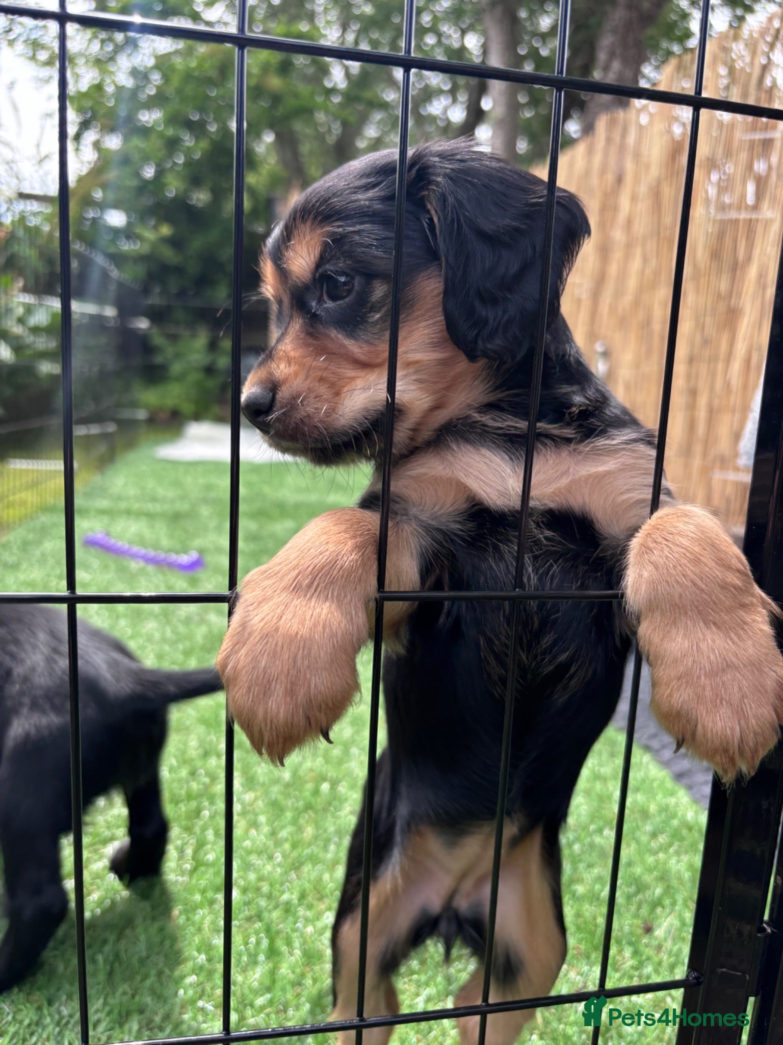 Cocker Spaniel dogs Working Cocker Spaniel Puppies for Sale - Advert 2