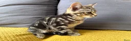Mixed Breed cats for sale: 1 Scottish straight x fold & 1 domestic litter 🐈 - Advert 5