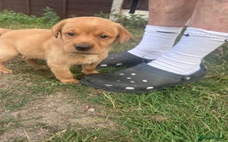 Labrador Retriever dogs for sale: Labrador puppies for sale - Image 4