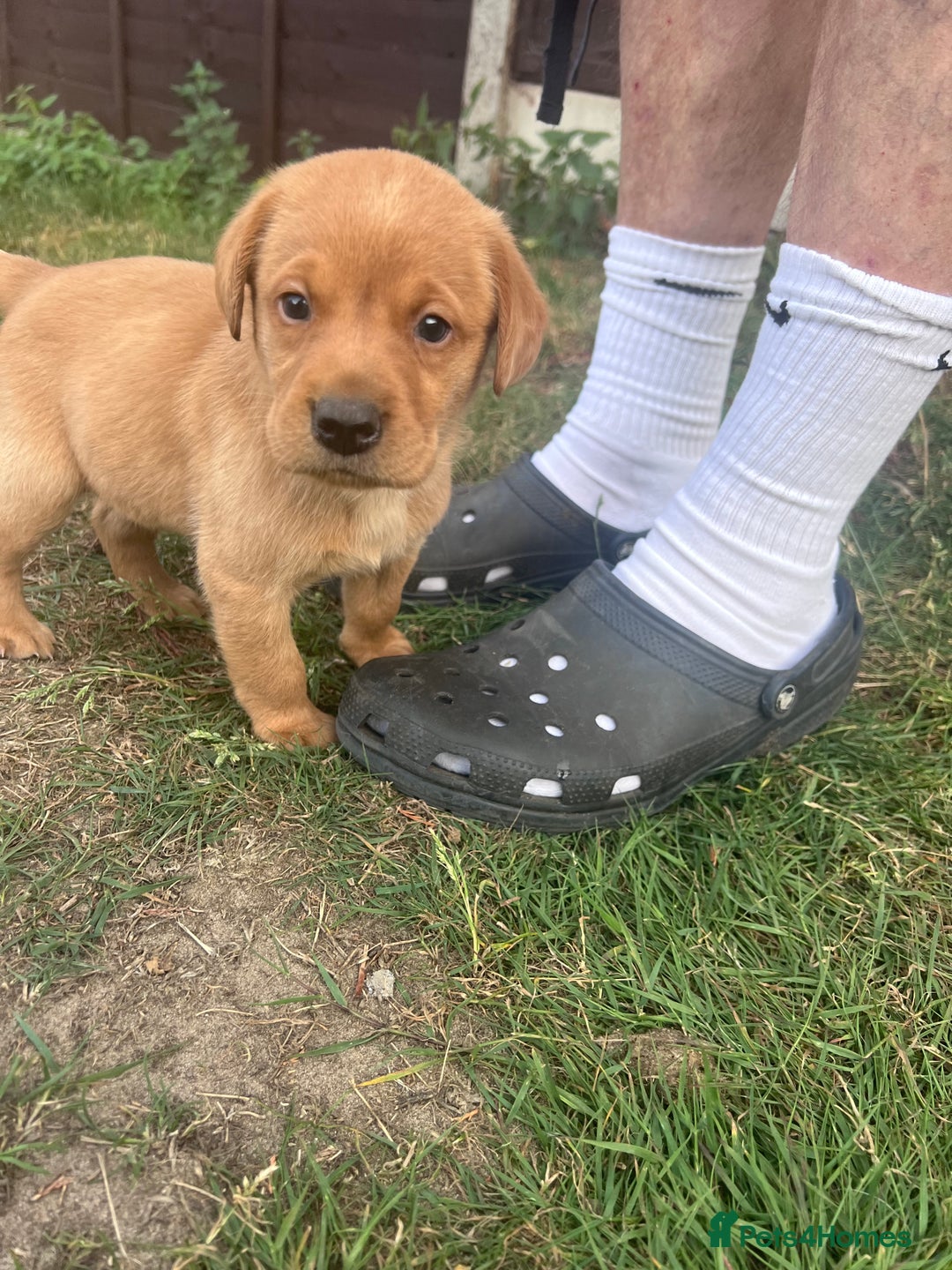 Labrador Retriever dogs for sale: Labrador puppies for sale - Image 4