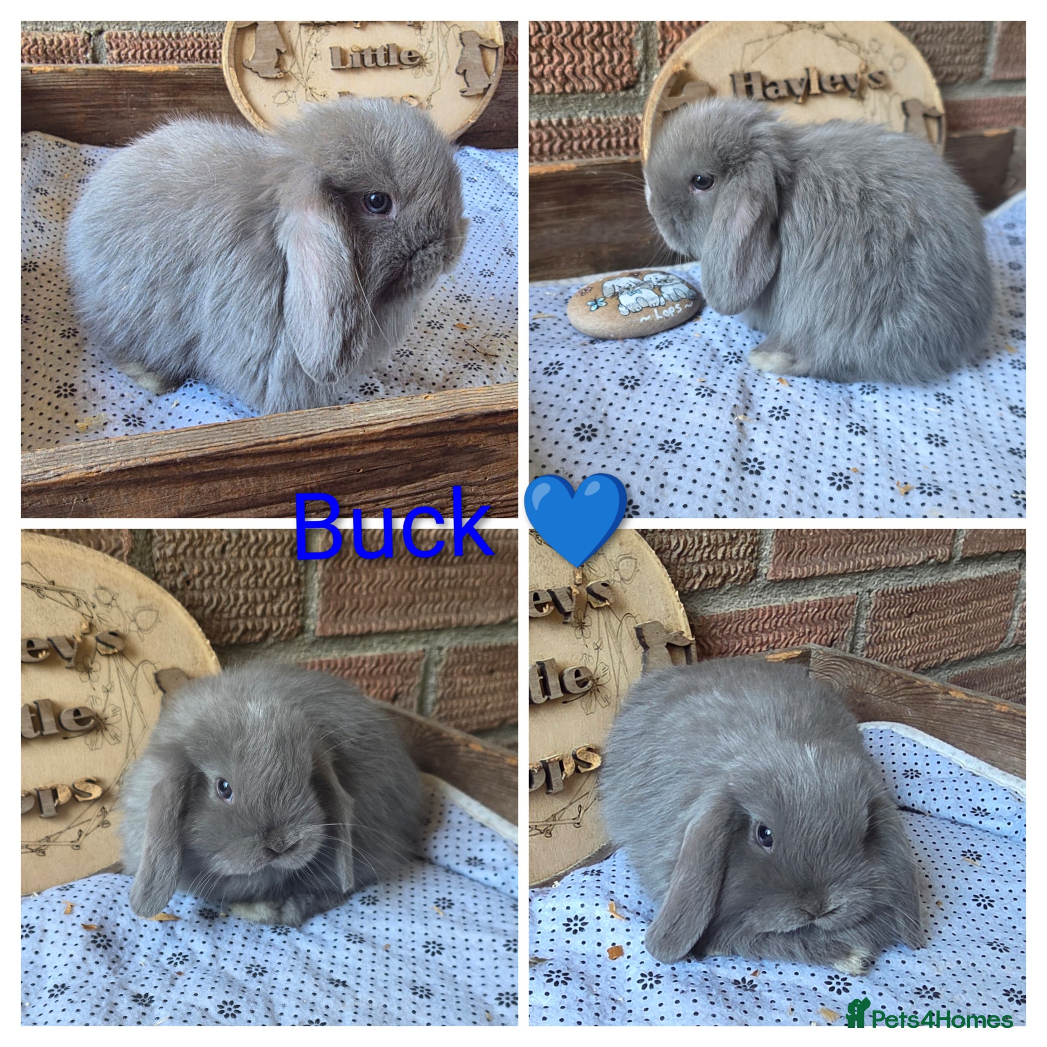 Mini Lop rabbits Gorgeous pure breed mini lops  - Advert 2