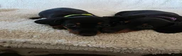 Miniature Dachshund dogs for sale: Six beautiful miniature smooth haired dachshunds - Advert 4