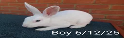 Rex rabbits for sale: Mini Rex BEW Bucks and Does Rabbits - Advert 2