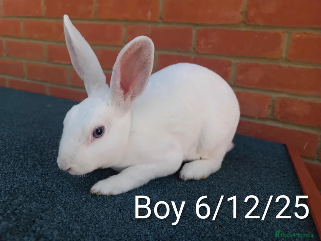 Rex rabbits for sale: Mini Rex BEW Bucks and Does Rabbits - Advert 2
