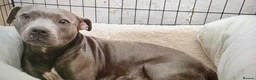 Staffordshire Bull Terrier dogs for sale: Blue Staffordshire terrier in Swansea - Advert 1