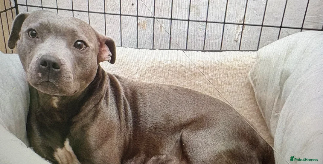 Staffordshire Bull Terrier dogs for sale: Blue Staffordshire terrier in Swansea - Advert 1