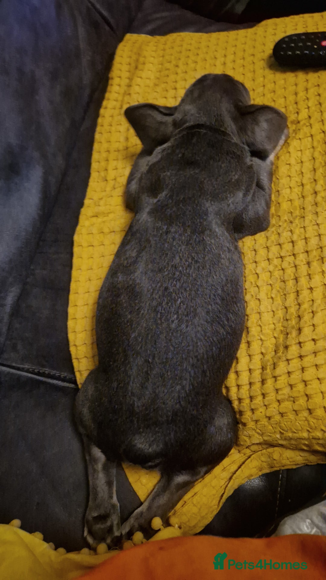 French Bulldog dogs for sale: French Bulldog puppies (1 lilac and tan left) - Image 14