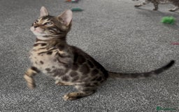 Bengal cats for sale: Well socialised bengal kittens - ready 21/12/25 - Advert 26