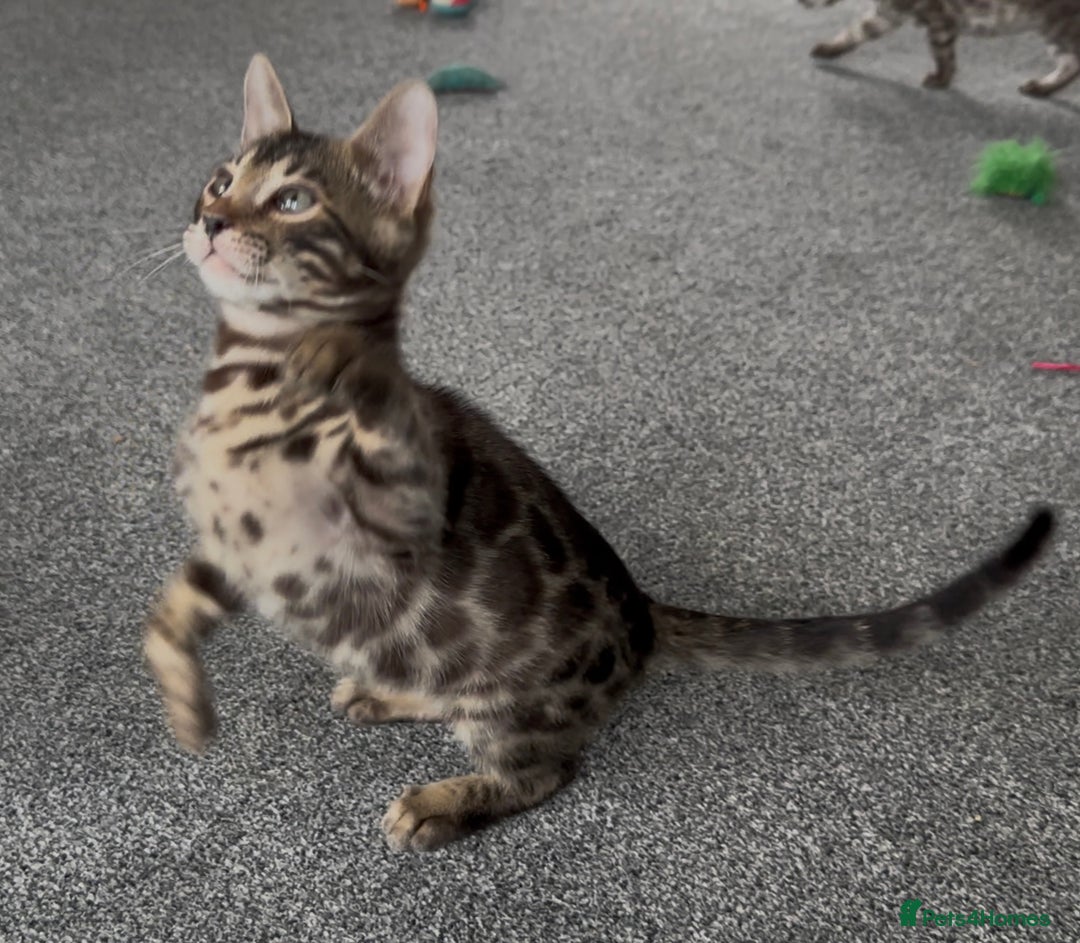 Bengal cats for sale: Well socialised bengal kittens - ready 21/12/25 - Advert 26