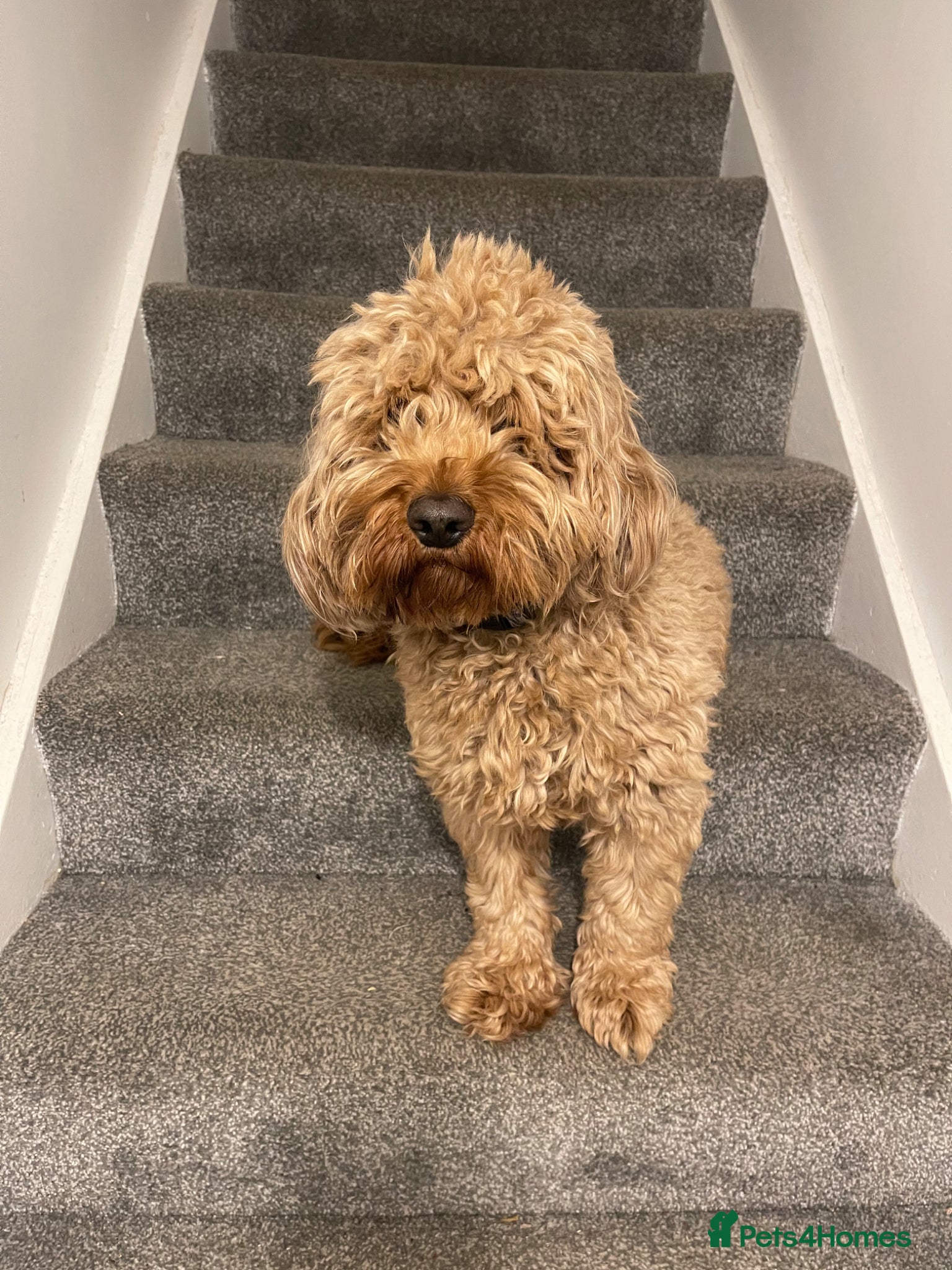 Cockapoo dogs 🐶 Loving Cockapoo Looking for a New Home 🏡 - Advert 1