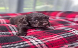 Cocker Spaniel dogs for sale: Cocker spaniel puppies  - Image 15