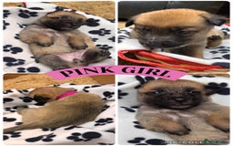 Belgian Shepherd Dog dogs for sale: 🐾 Belgian Malinois x Dutch Herder Puppies 🐾 - Image 11