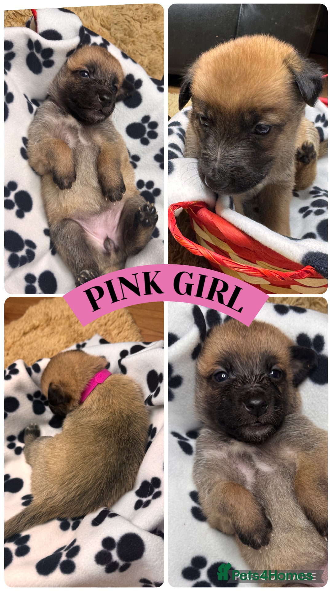 Belgian Shepherd Dog dogs for sale: 🐾 Belgian Malinois x Dutch Herder Puppies 🐾 - Image 11