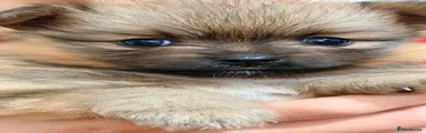 Pomeranian 3