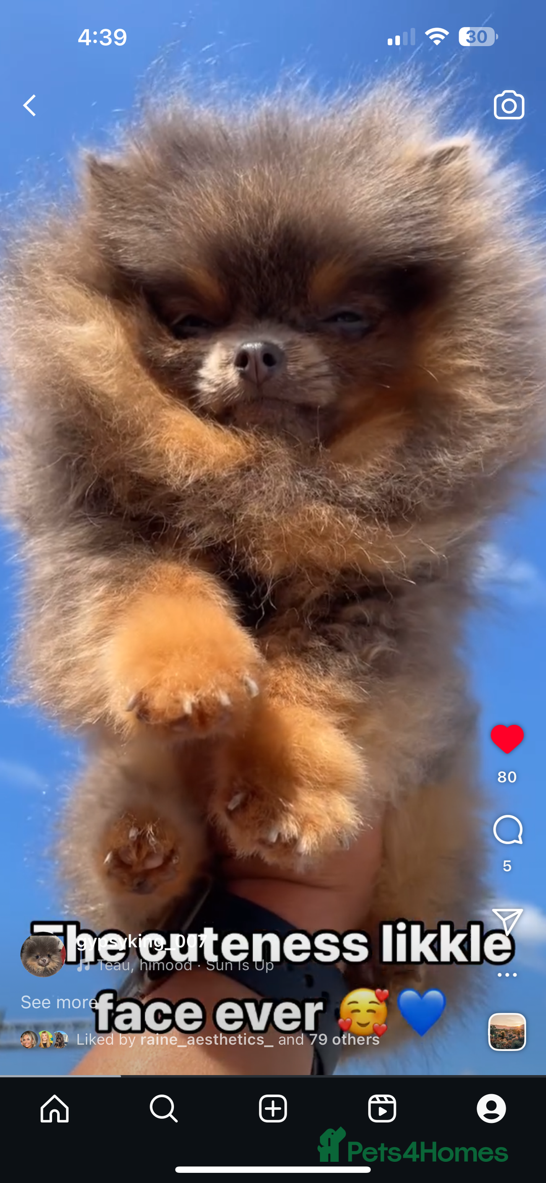 Pomeranian dogs for stud: Pomeranian stud Gypsy king  - Image 4