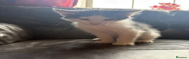 Felix 