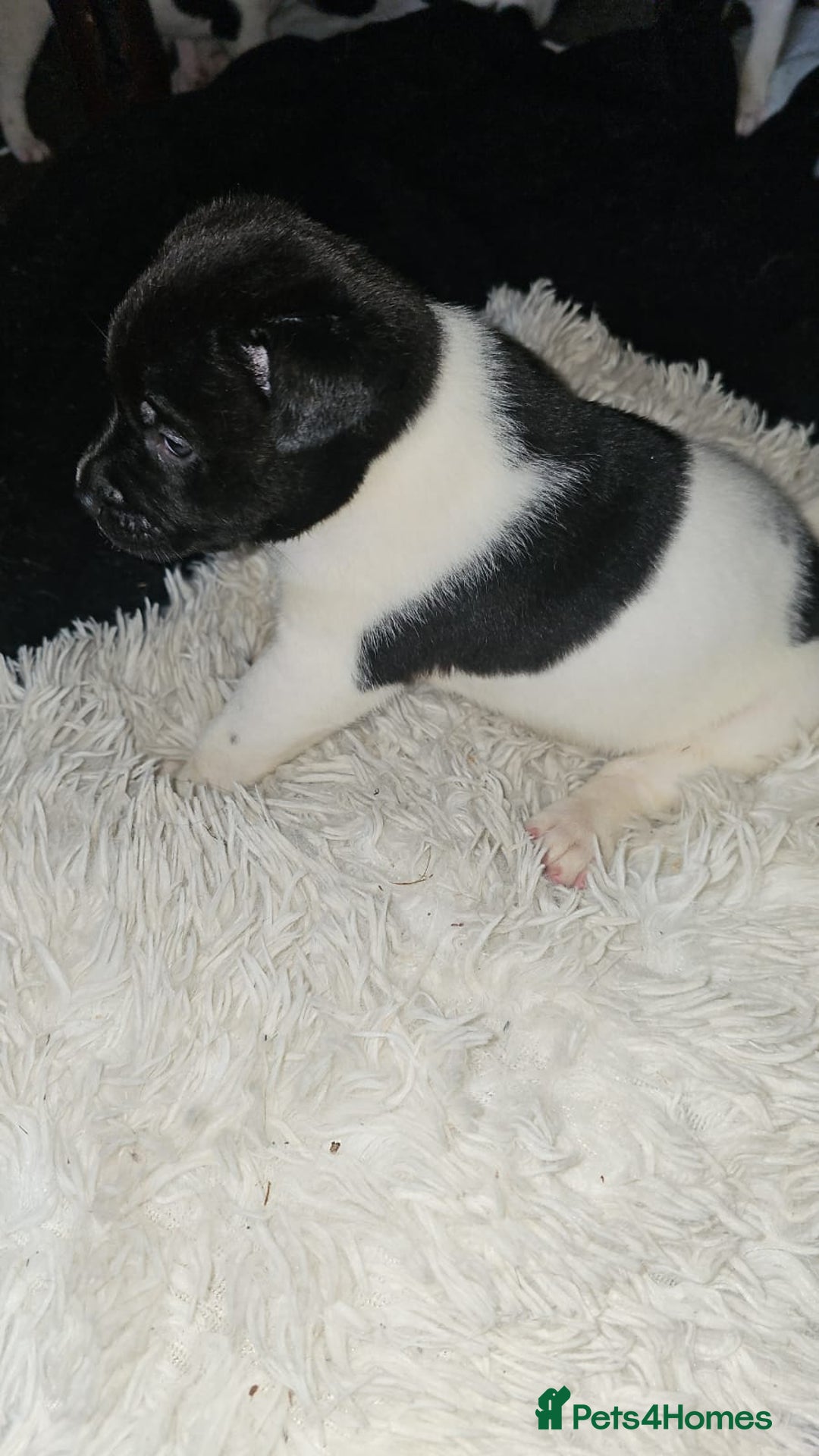 Mixed Breed dogs for sale: American akita x staffy pups for sale  - Image 10