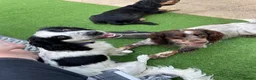 Cocker Spaniel dogs for sale: Working cocker spaniel puppies - Advert 8