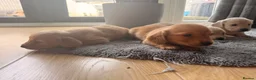 Miniature Dachshund dogs for sale: Miniature Long Haired Dachshund  - Advert 9