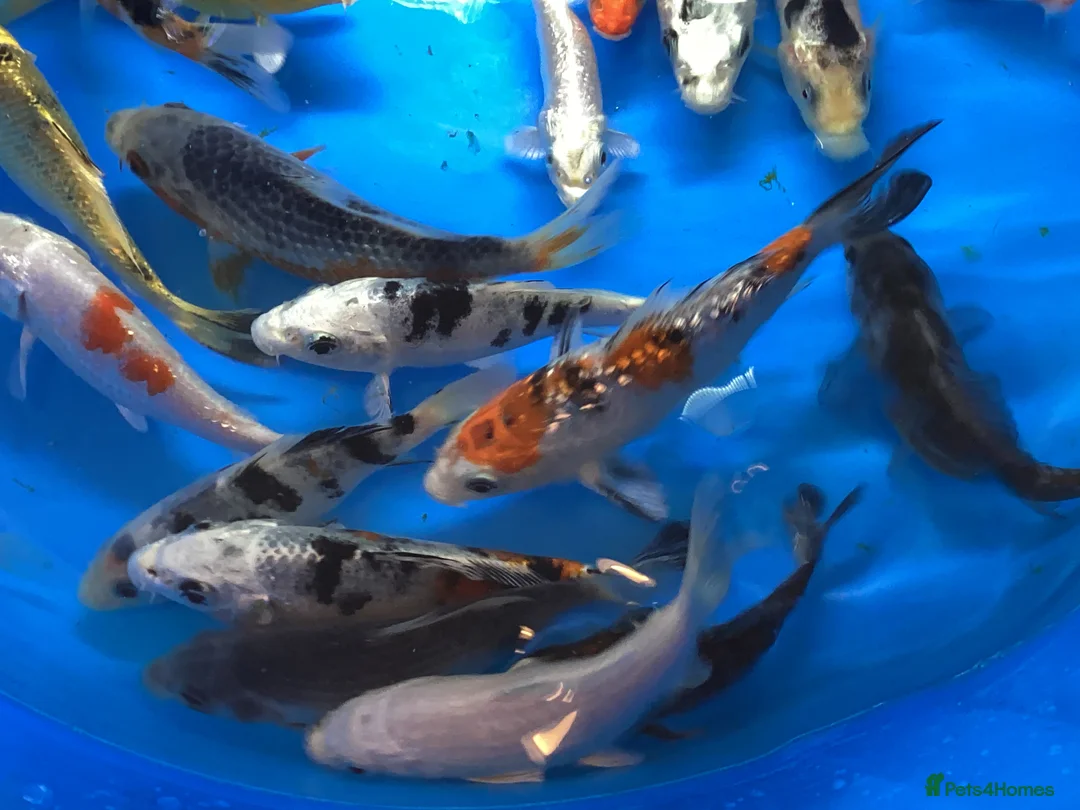 Koi Carp fish for sale: Large Selection of Koi and Butterfly Koi Carp - Advert 10