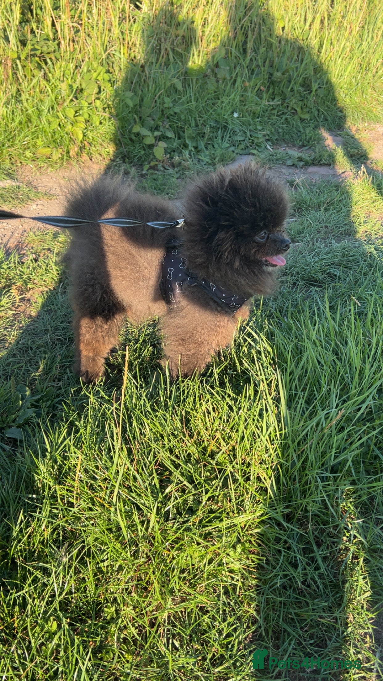 Pomeranian dogs 🧸🧸 **  TINY 1.7kg PROVEN STUD BOY 🧸🧸 - Advert 20
