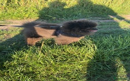 Pomeranian dogs for stud: 🧸🧸XXS PROVEN STUD BOY 🧸🧸 in Scunthorpe - Image 2