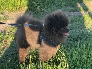 Pomeranian dogs 🧸🧸 ** TINY 1.7kg PROVEN STUD BOY 🧸🧸 - Advert 20