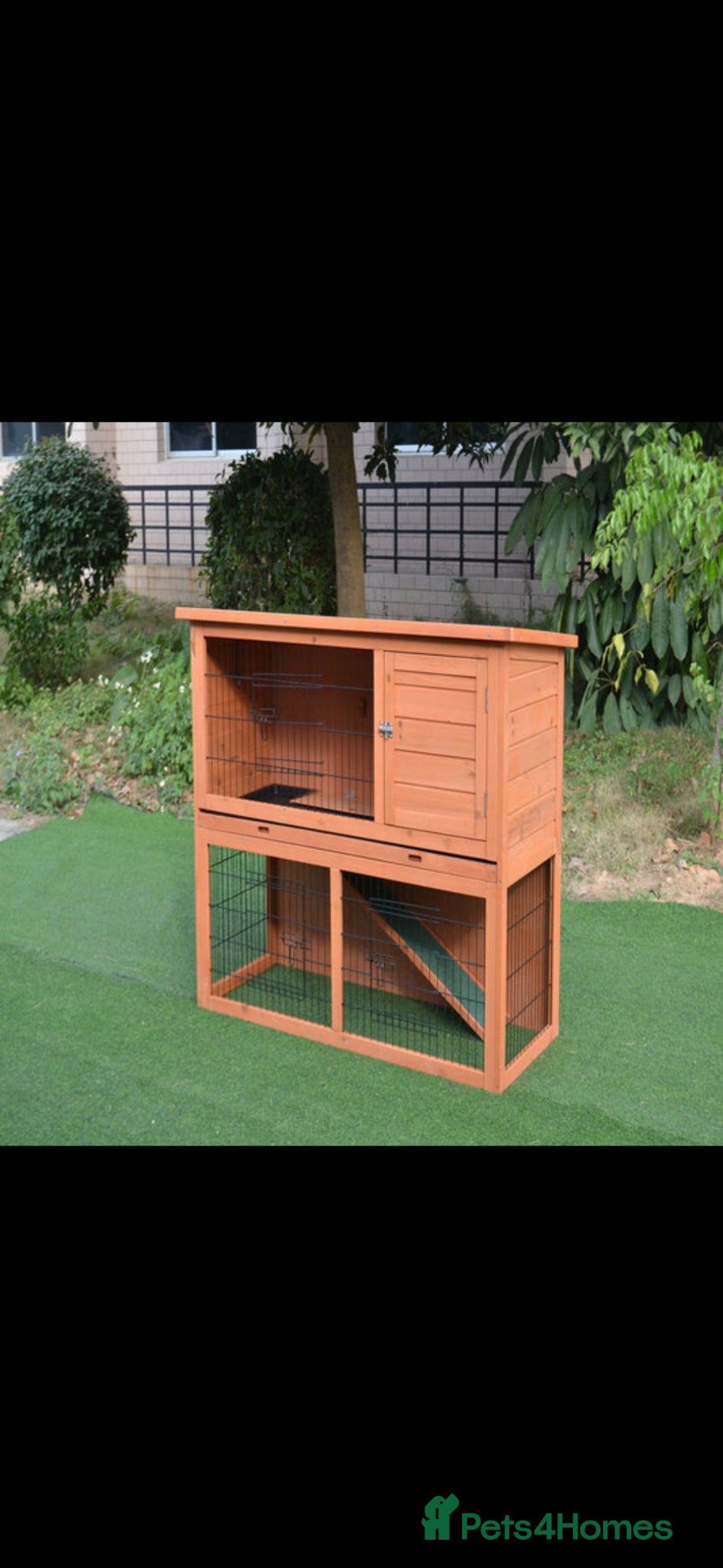 Guinea Pig rodents Baby Guniea Pigs 13 weeks male  - Advert 2
