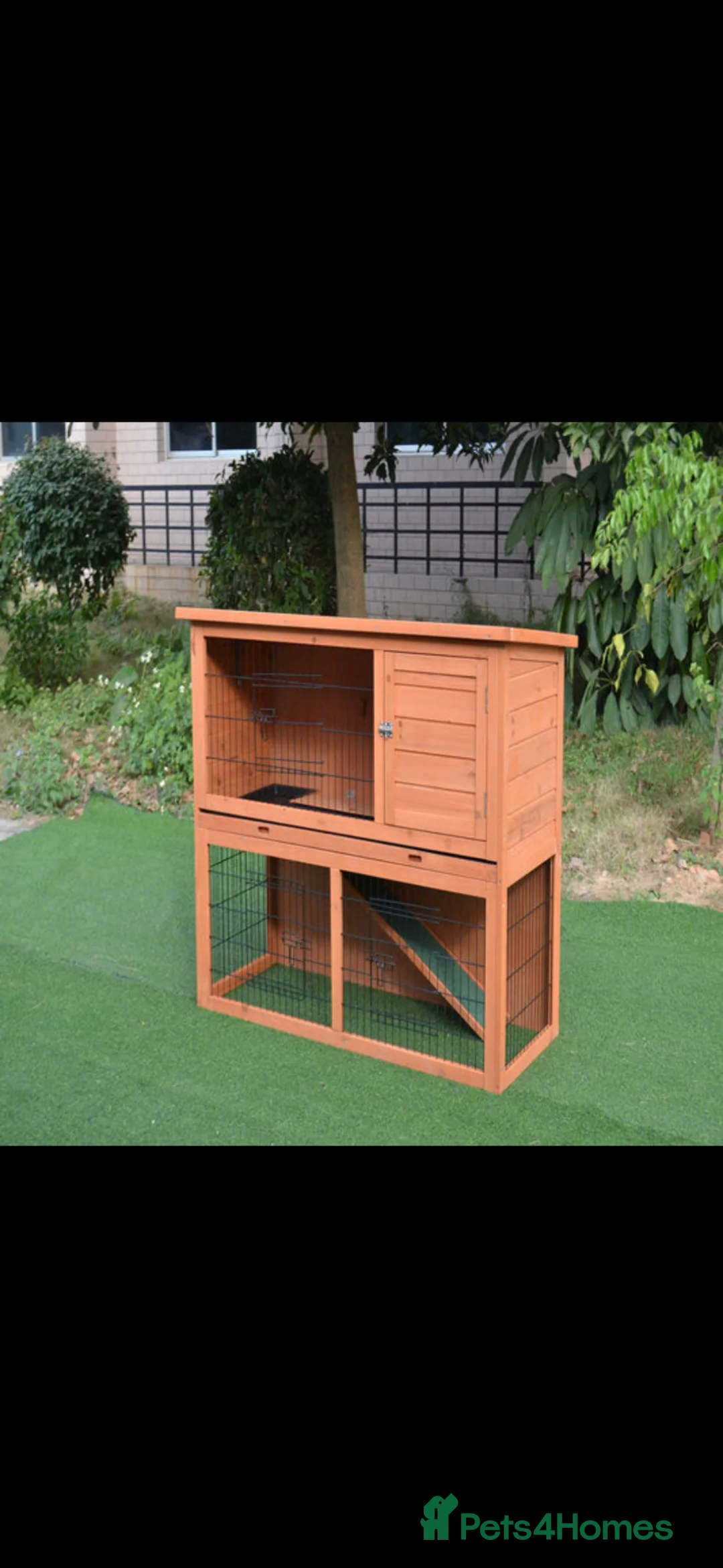 Guinea Pig rodents for sale: Baby Guniea Pigs 8 weeks old  - Advert 6