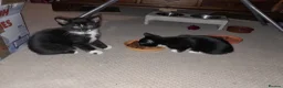 British Shorthair cats for sale: 2 Lovely black and white fluffy kittens - Advert 8