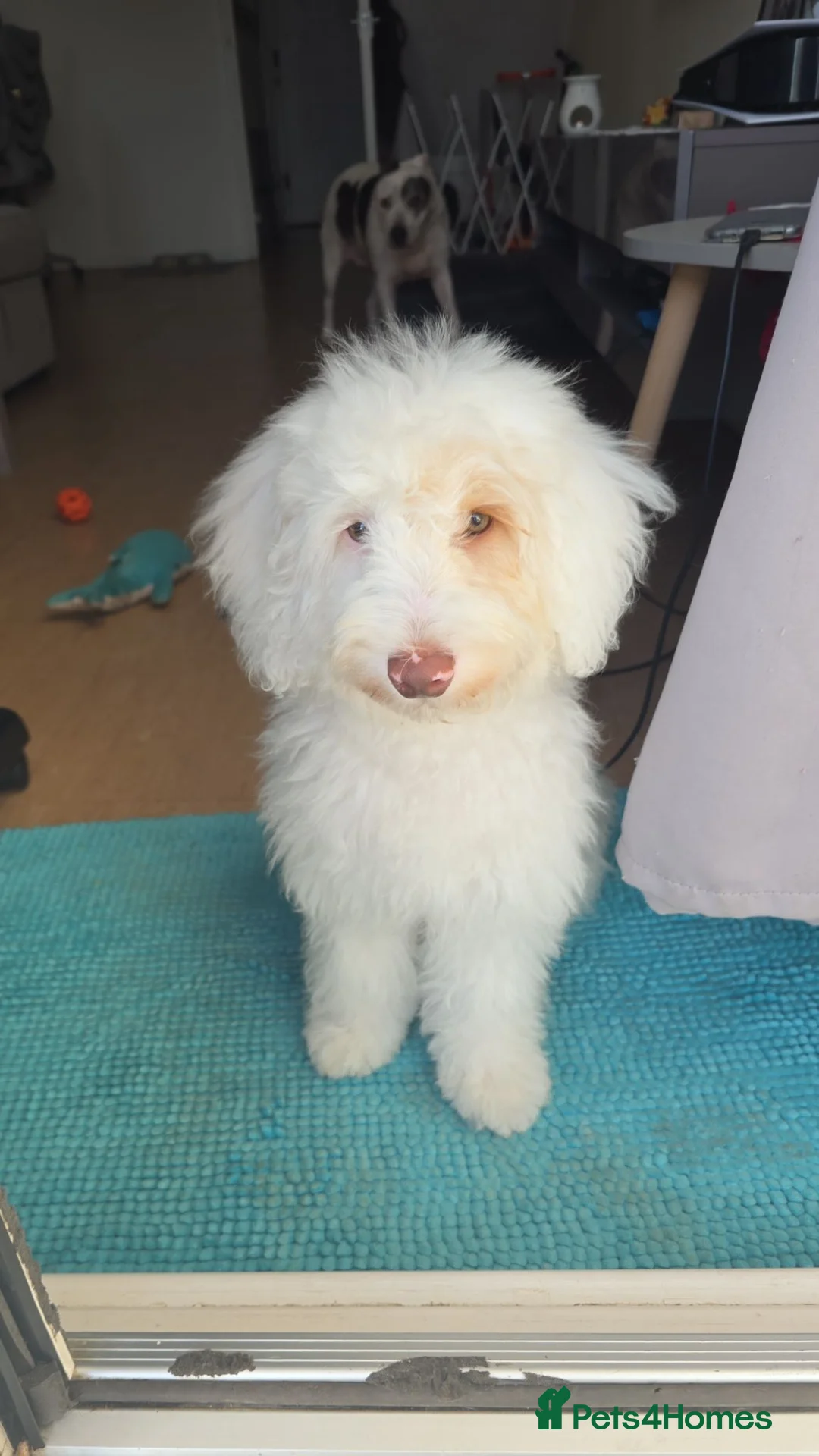 Schnoodle dogs for sale: 5 month old boy schnoodle - Advert 2