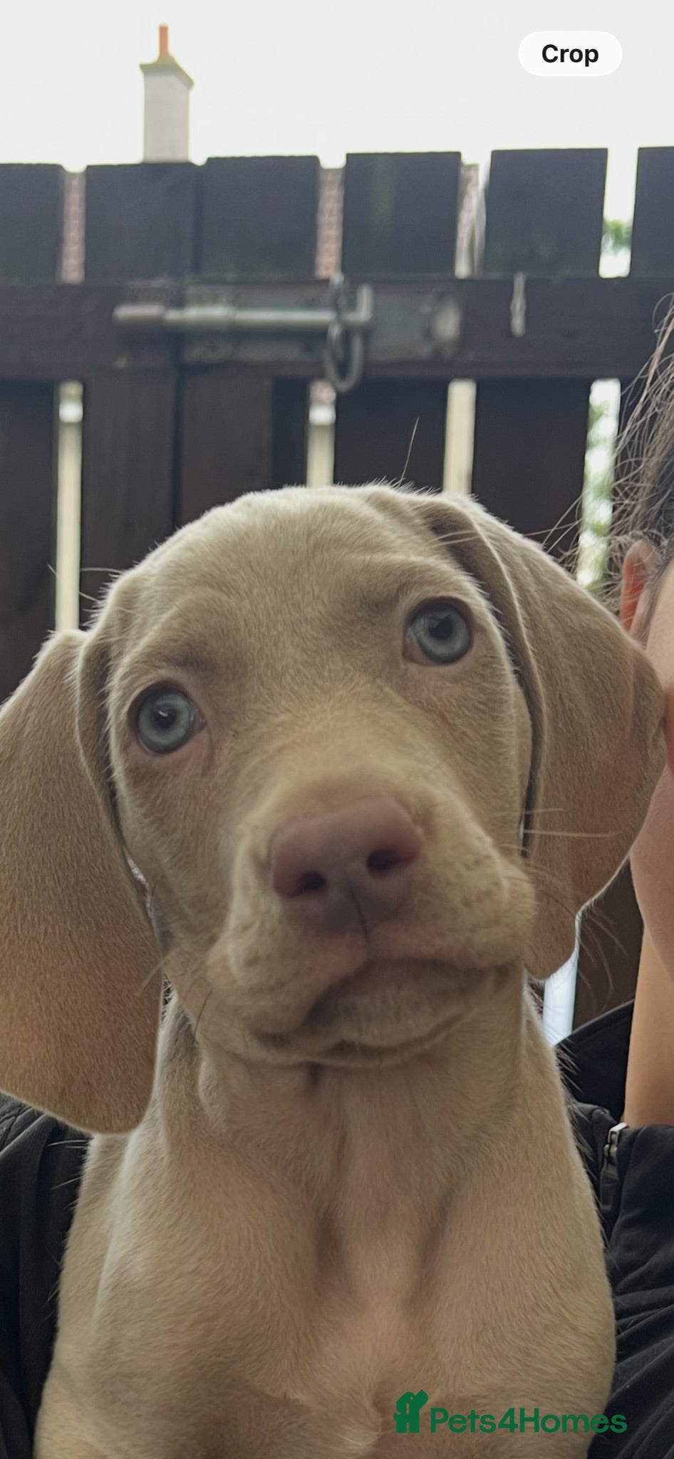 Weimaraner dogs Weimaraner pups, kc reg , 7 boys , 2 girls - Advert 6
