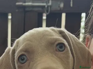 Weimaraner dogs Weimaraner pups, kc reg , 7 boys , 2 girls - Advert 6